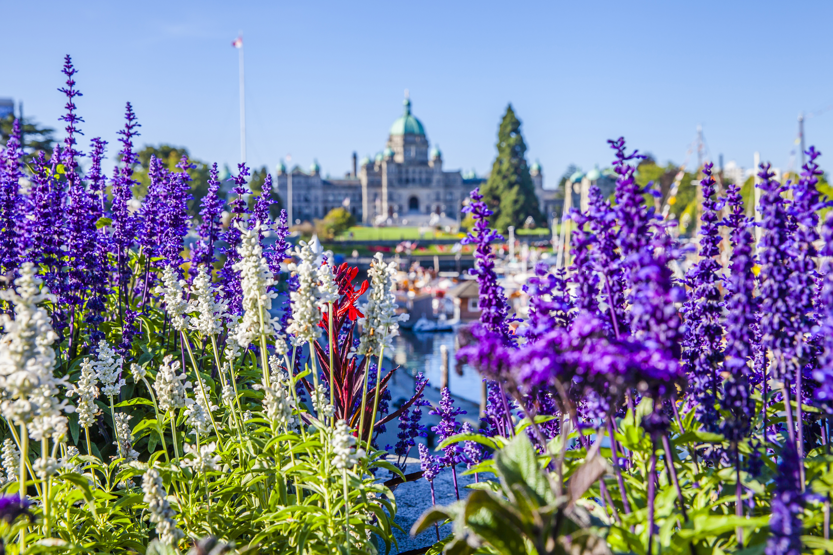 Victoria's Inner Harbour in Spring