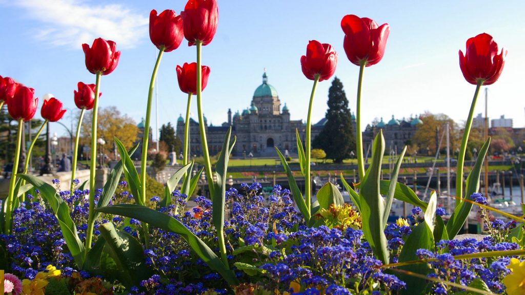 large tulips in foreground with parliament buildings in behind