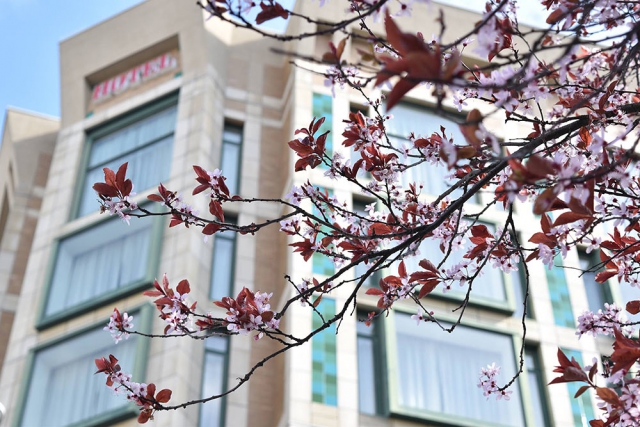 Magnolia Hotel obscured by cherry blossoms branch.